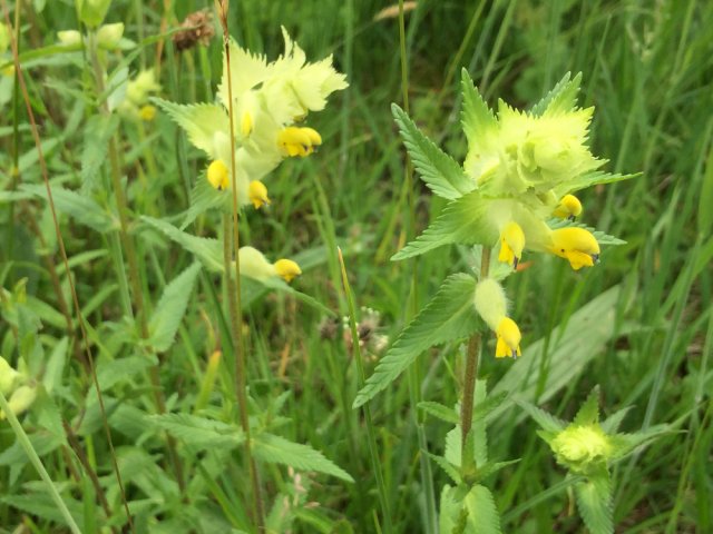 Wildbienengarten